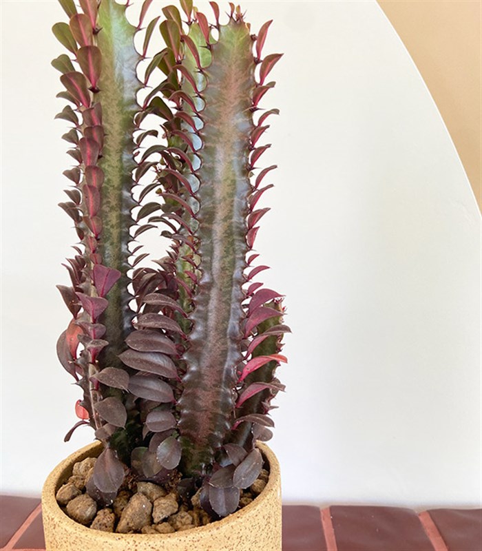 Euphorbia Rubra El İşi Seramik Saksıda Süt Ağacı Kaktüs