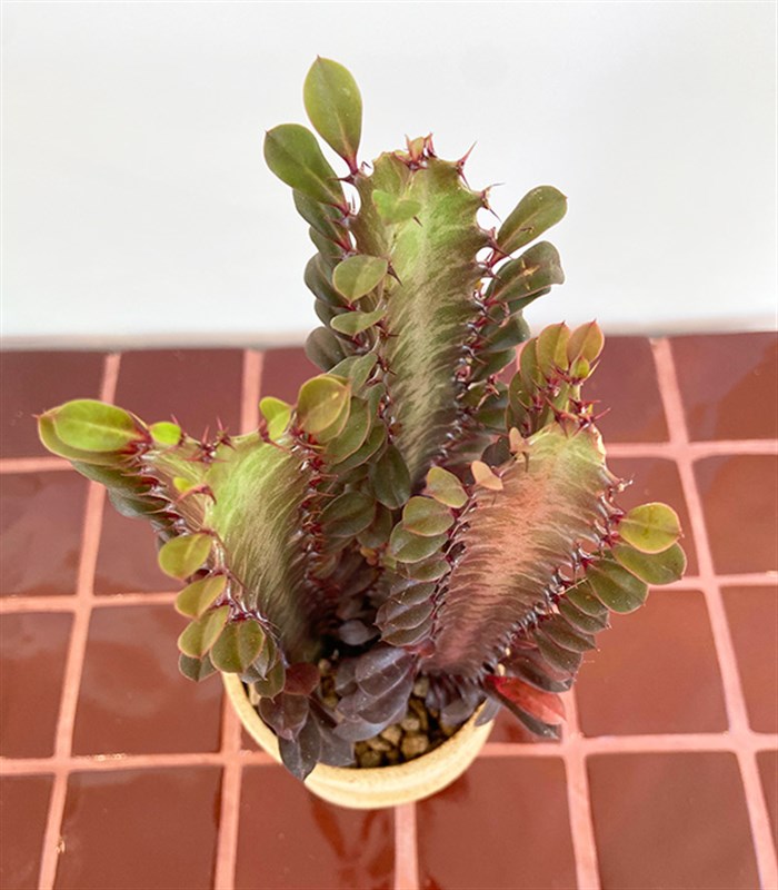 Euphorbia Rubra El İşi Seramik Saksıda Süt Ağacı Kaktüs