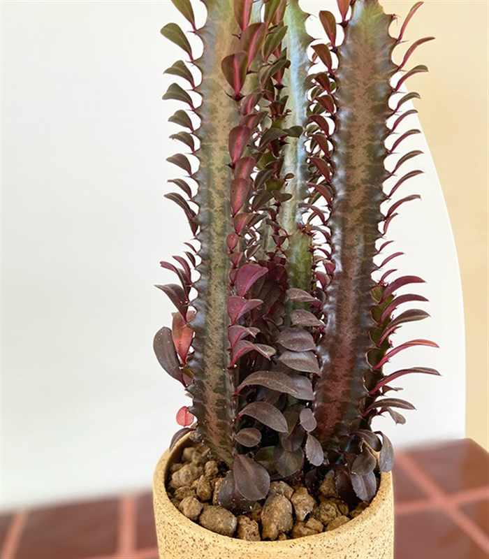 Euphorbia Rubra El İşi Seramik Saksıda Süt Ağacı Kaktüs