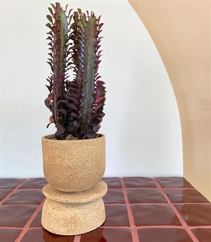 Euphorbia Rubra El İşi Seramik Saksıda Süt Ağacı Kaktüs