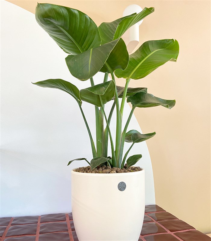 Strelitzia Seramik Saksıda Starliçe Cennet Kuşu Bitkisi 80 cm
