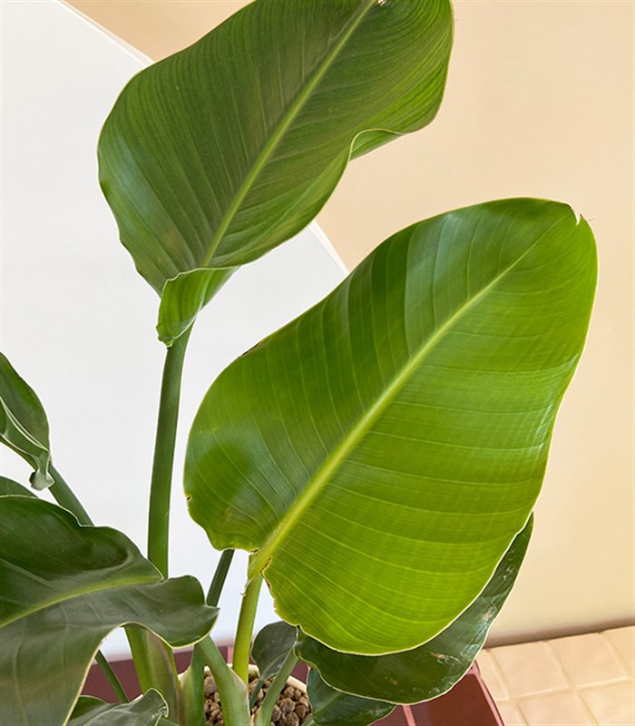 Strelitzia Seramik Saksıda Starliçe Cennet Kuşu Bitkisi 80 cm