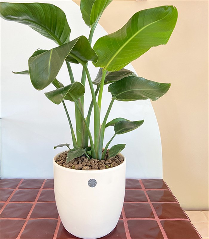 Strelitzia Seramik Saksıda Starliçe Cennet Kuşu Bitkisi 80 cm