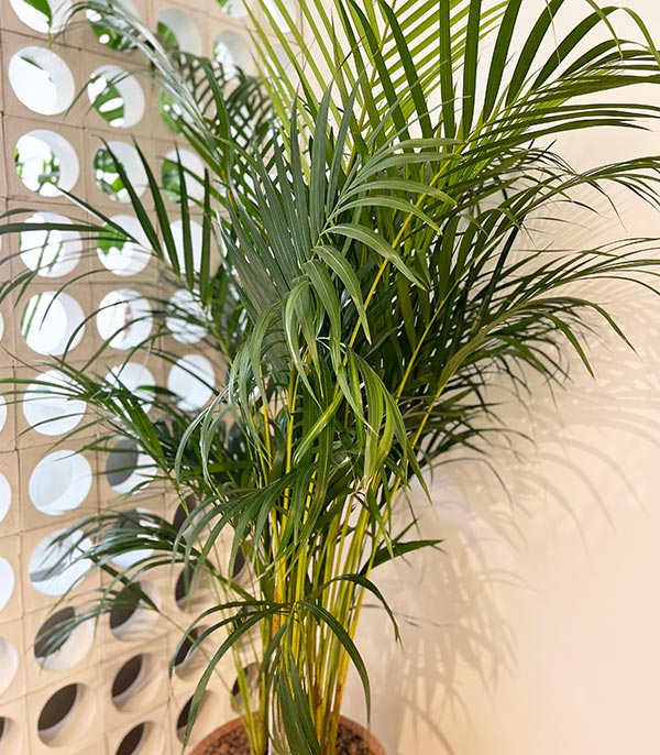 Royal Deluxe Areca Dypsis Lutescens Areca Palm in Concrete Pot 165 cm