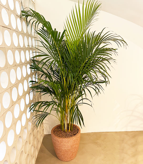 Royal Deluxe Areca Dypsis Lutescens Areca Palm in Concrete Pot 165 cm