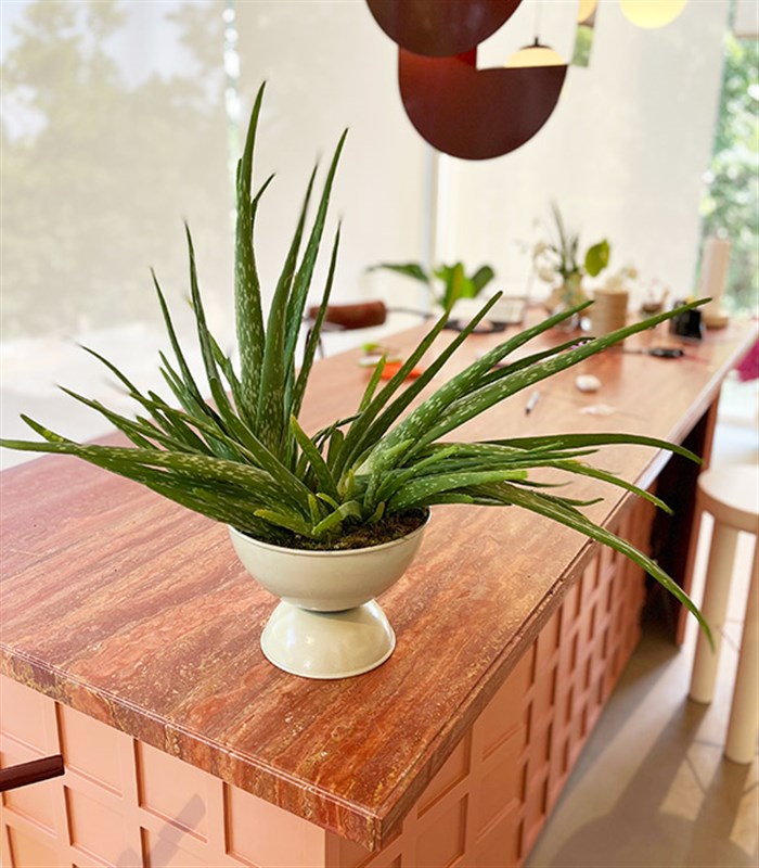 Grand Aloe Vera Beyaz Ayaklı Saksıda