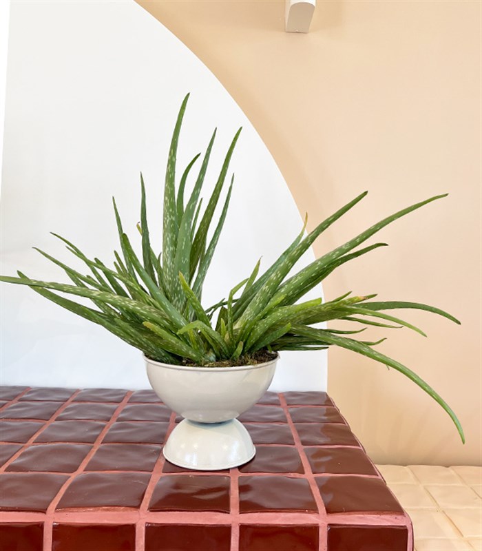 Grand Aloe Vera Beyaz Ayaklı Saksıda