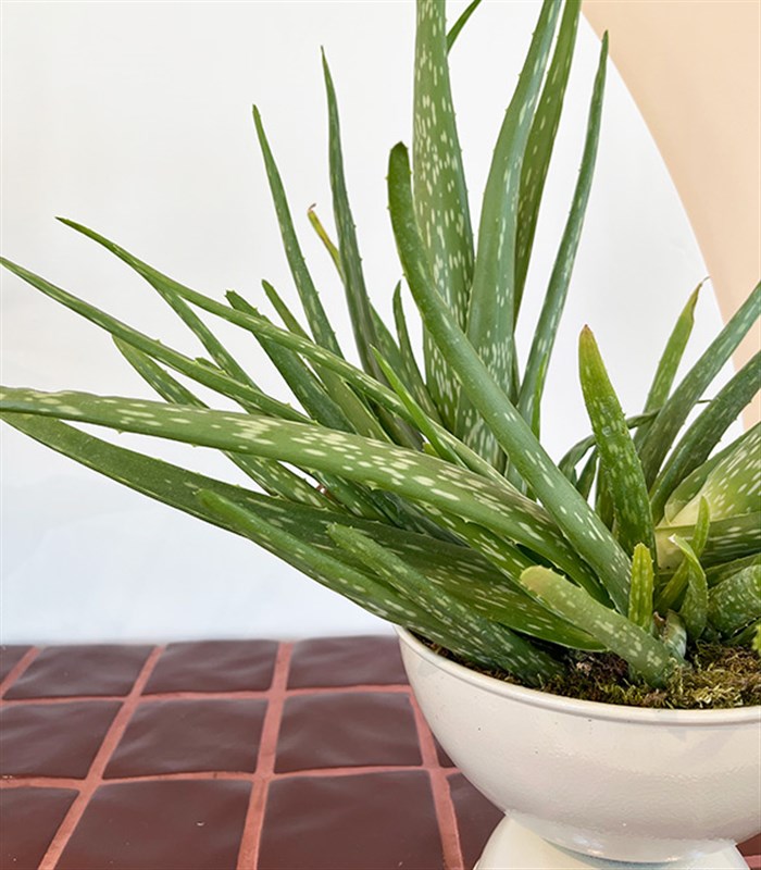 Grand Aloe Vera Beyaz Ayaklı Saksıda