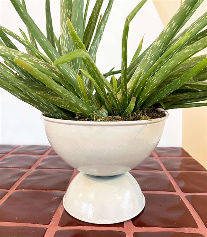 Grand Aloe Vera Beyaz Ayaklı Saksıda