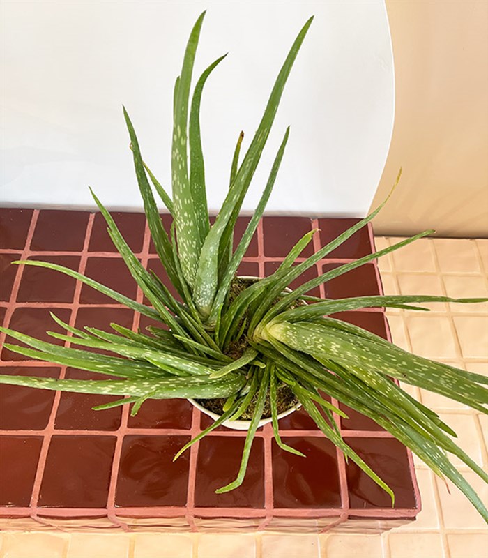 Grand Aloe Vera Beyaz Ayaklı Saksıda