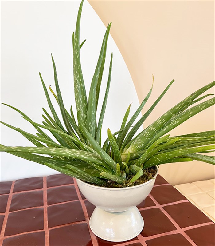 Grand Aloe Vera Beyaz Ayaklı Saksıda