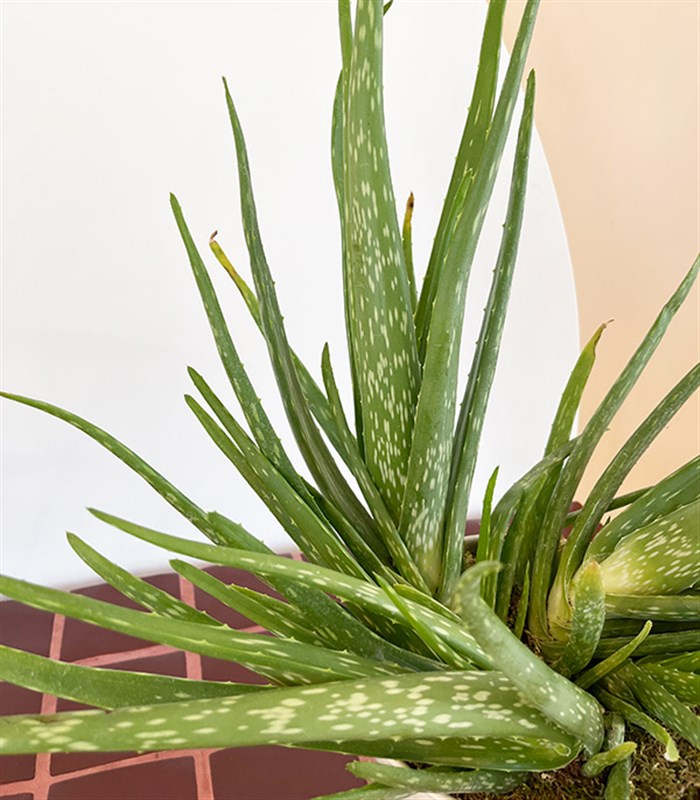 Grand Aloe Vera Beyaz Ayaklı Saksıda