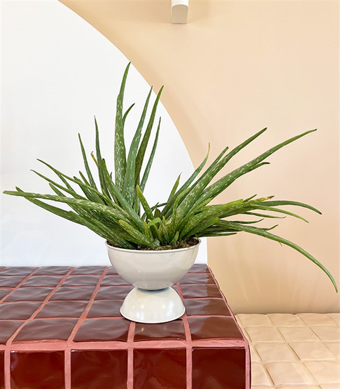 Grand Aloe Vera Beyaz Ayaklı Saksıda