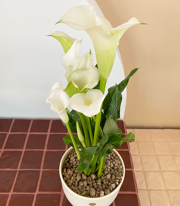 Deluxe Beyaz Seramik Saksıda Beyaz Gala Çiçeği