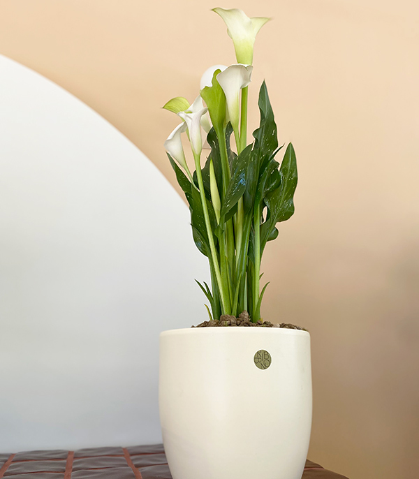 White Gala Flower in Deluxe White Ceramic Pot