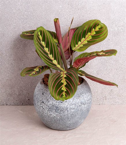 Full Moon Stone Pot Maranta Plant