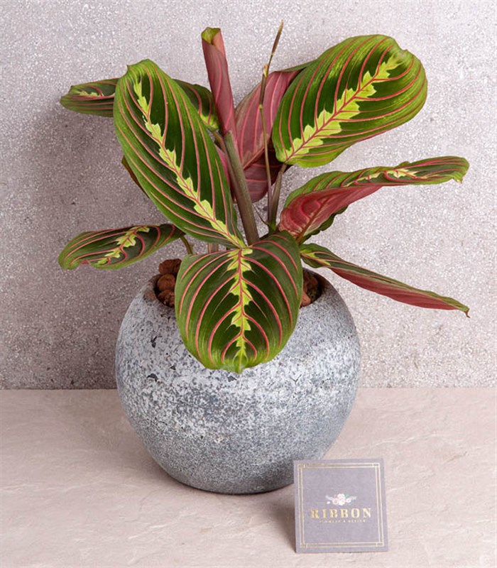 Dolunay Taş Saksıda Maranta Bitkisi