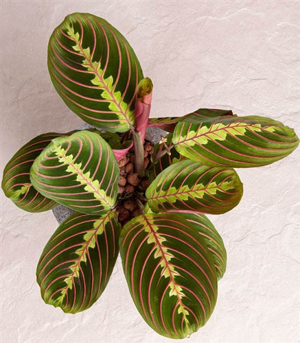Full Moon Stone Pot Maranta Plant