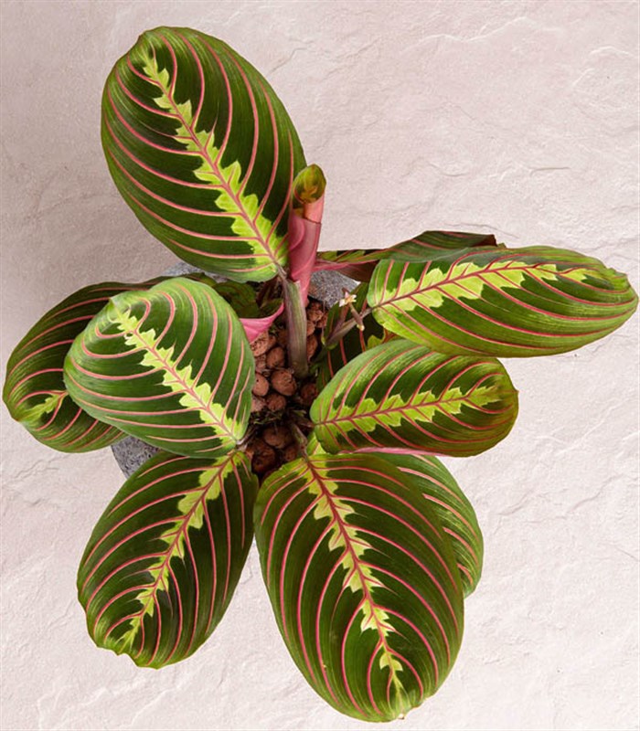 Dolunay Taş Saksıda Maranta Bitkisi