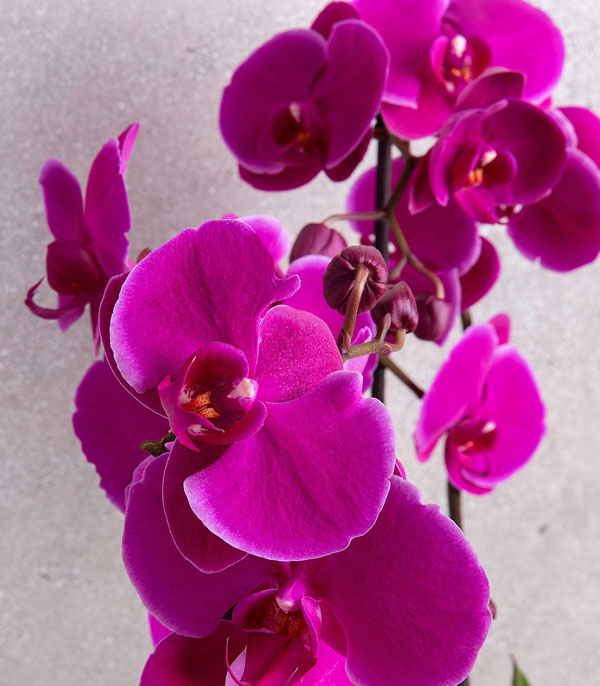 Fuchsia Orchid Quatro