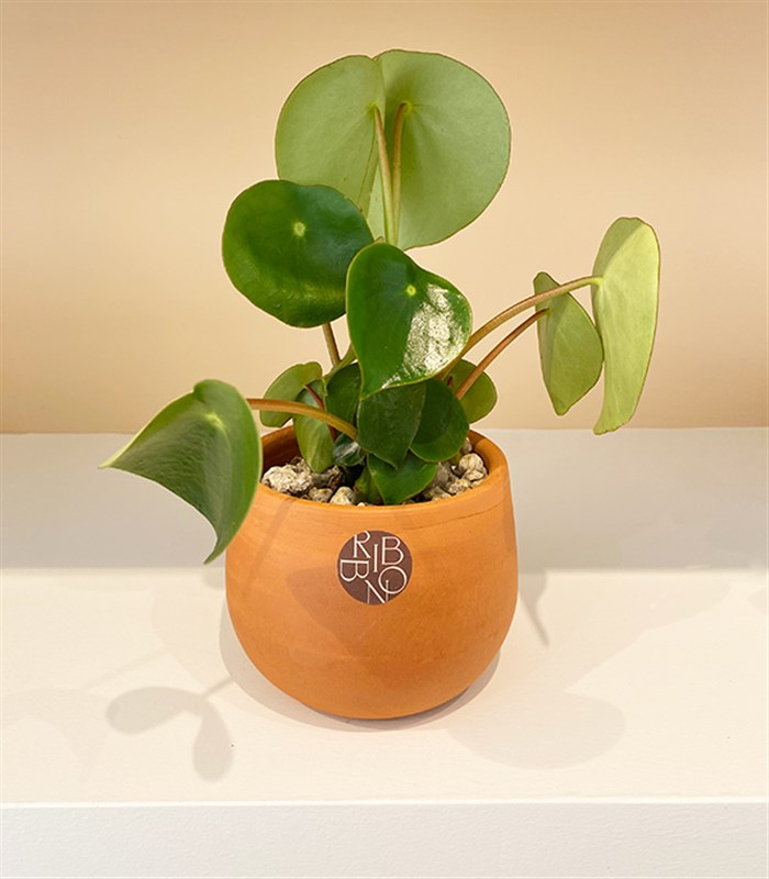 Pilea Peperomioides Seramik Saksıda Para Çiçeği