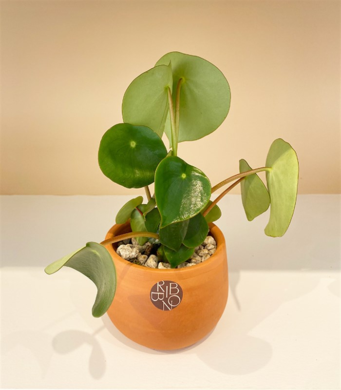 Pilea Peperomioides Seramik Saksıda Para Çiçeği