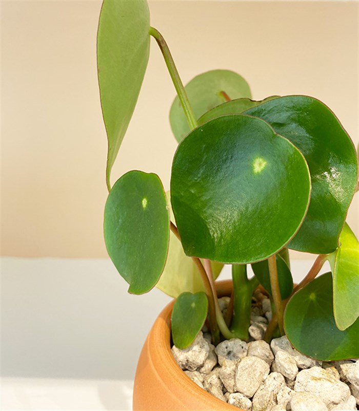 Pilea Peperomioides Seramik Saksıda Para Çiçeği