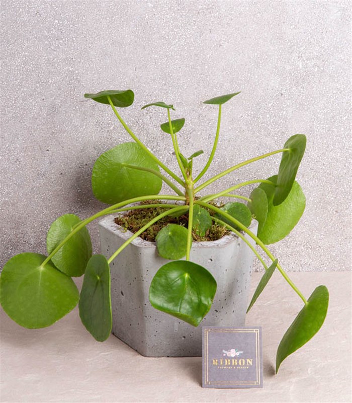 Pilea Altıgen Saksı