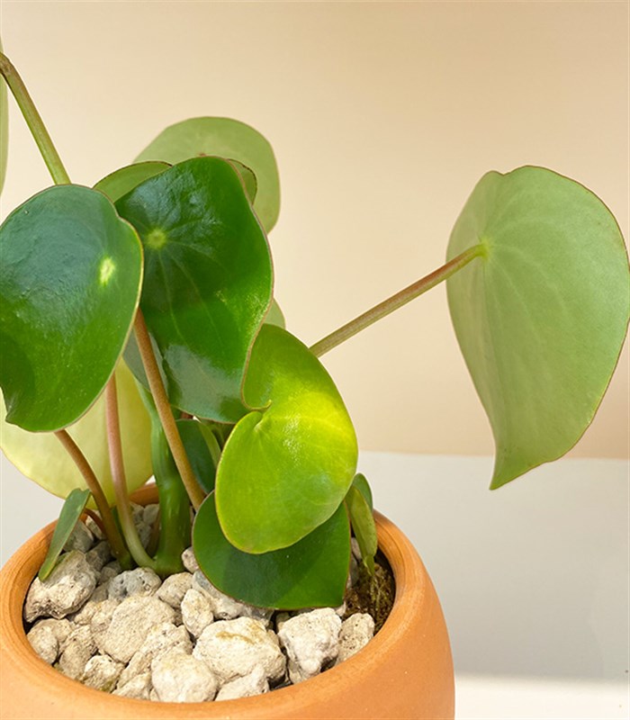 Pilea Peperomioides Seramik Saksıda Para Çiçeği