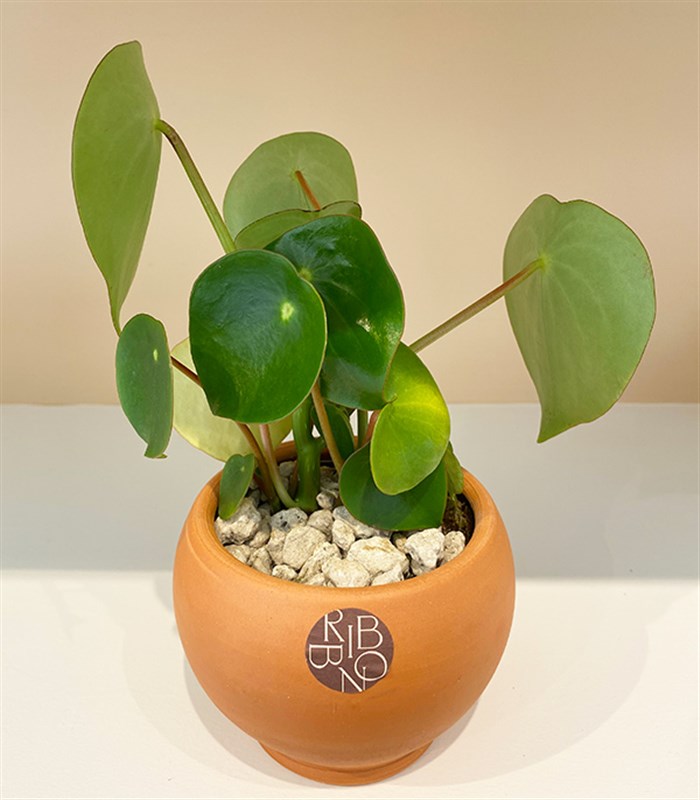 Pilea Peperomioides Seramik Saksıda Para Çiçeği