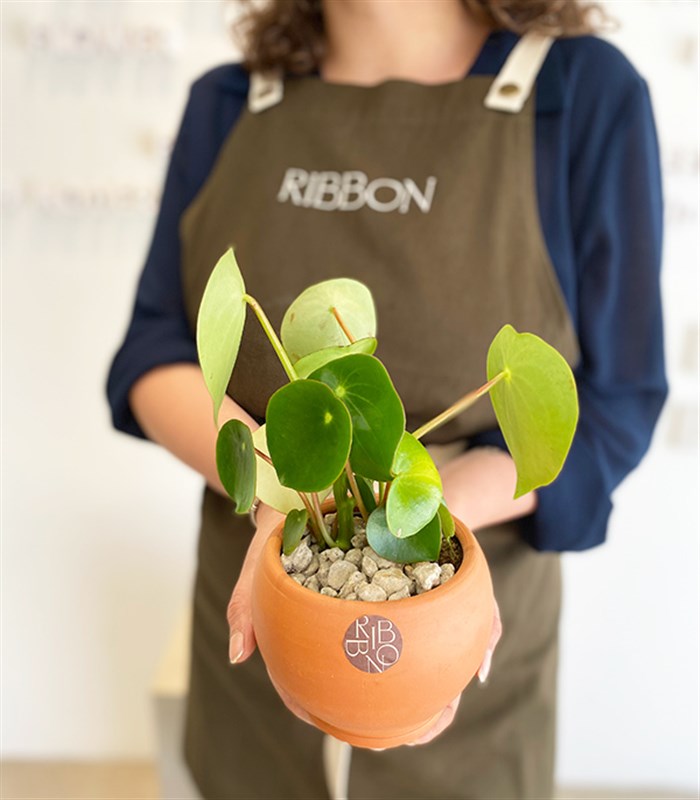 Pilea Peperomioides Seramik Saksıda Para Çiçeği