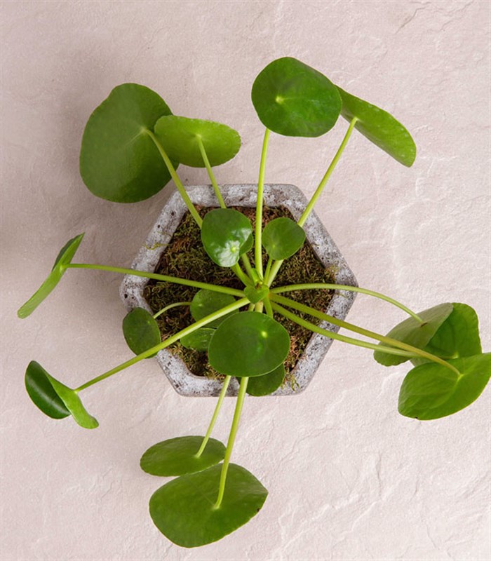 Pilea Altıgen Saksı