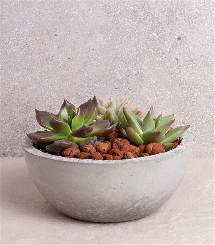 Sukulent Garden Yuvarlak
