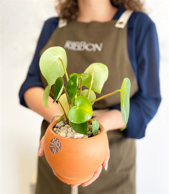 Pilea Peperomioides Seramik Saksıda Para Çiçeği
