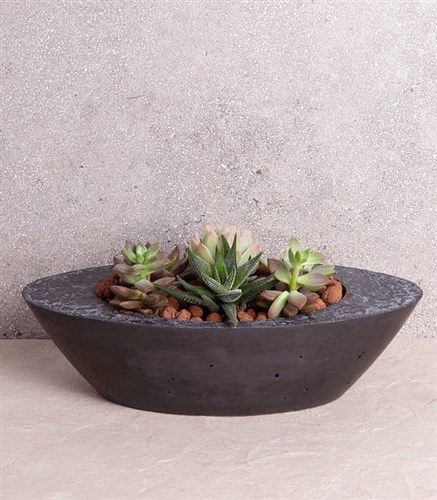 Sukulent Garden Oval Luxe