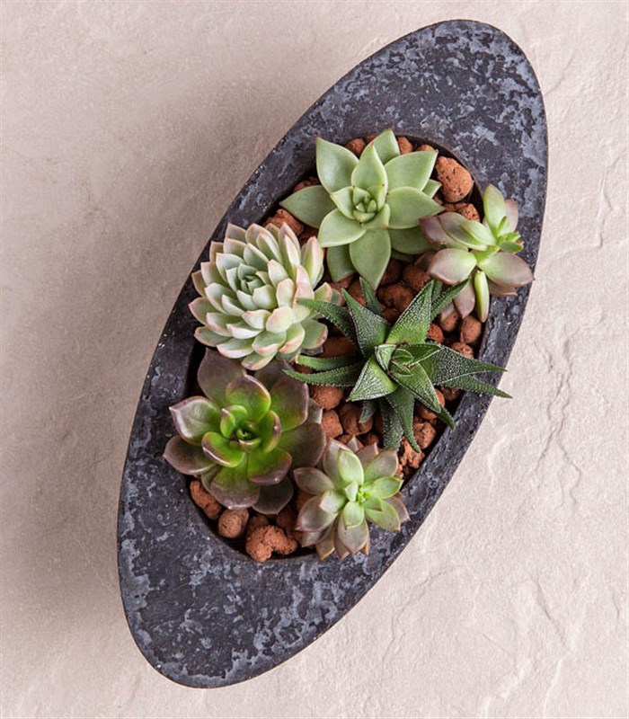 Sukulent Garden Oval Luxe