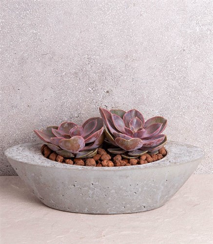 You and Me Succulent