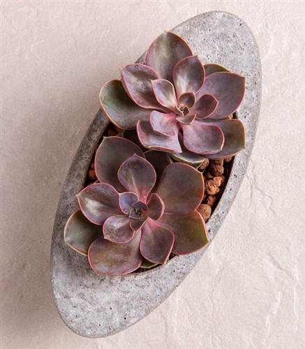 You and Me Succulent
