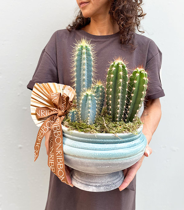 Deluxe Cactus in Vase