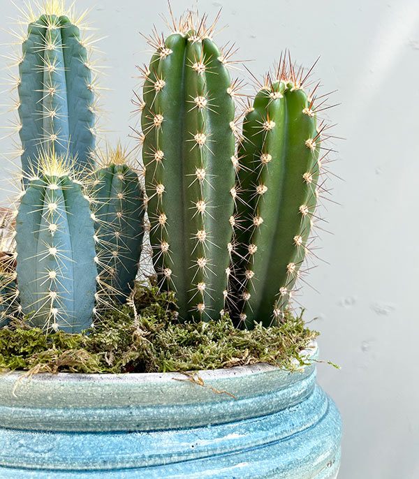 Deluxe Cactus in Vase