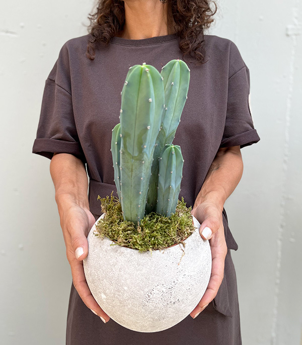 Luxe Cactus in Stone Vase