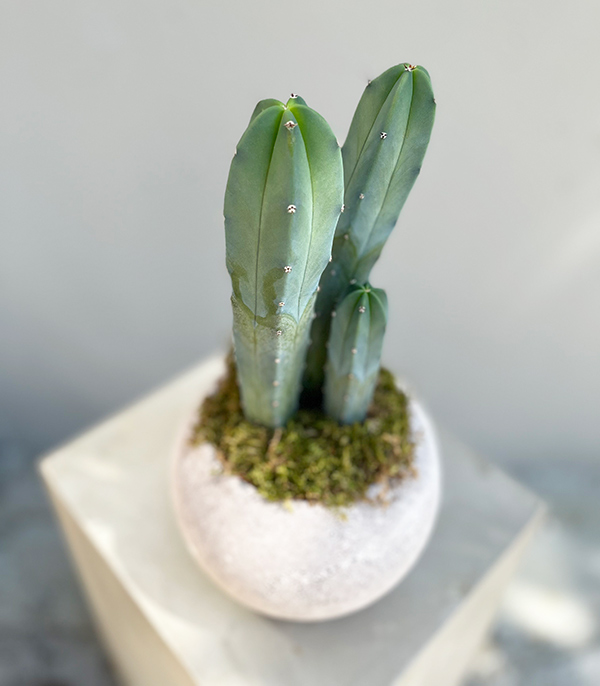 Luxe Cactus in Stone Vase