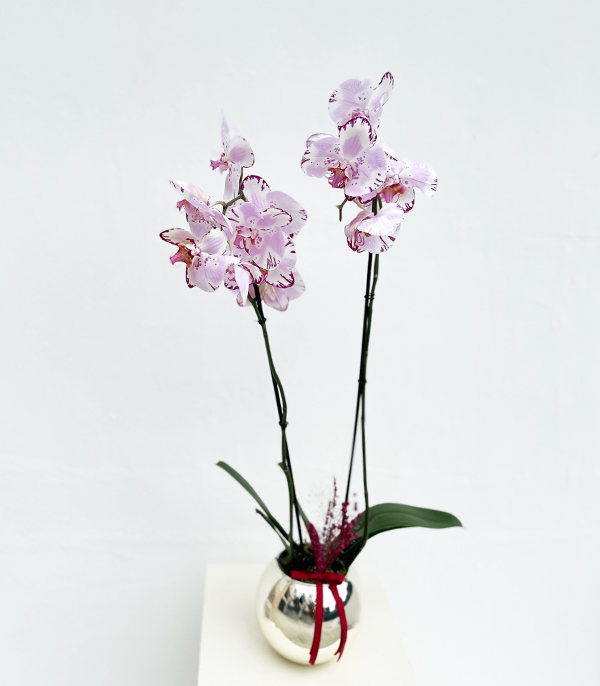 Luxe Silver Vazoda Orkide Beyaz Fuşya