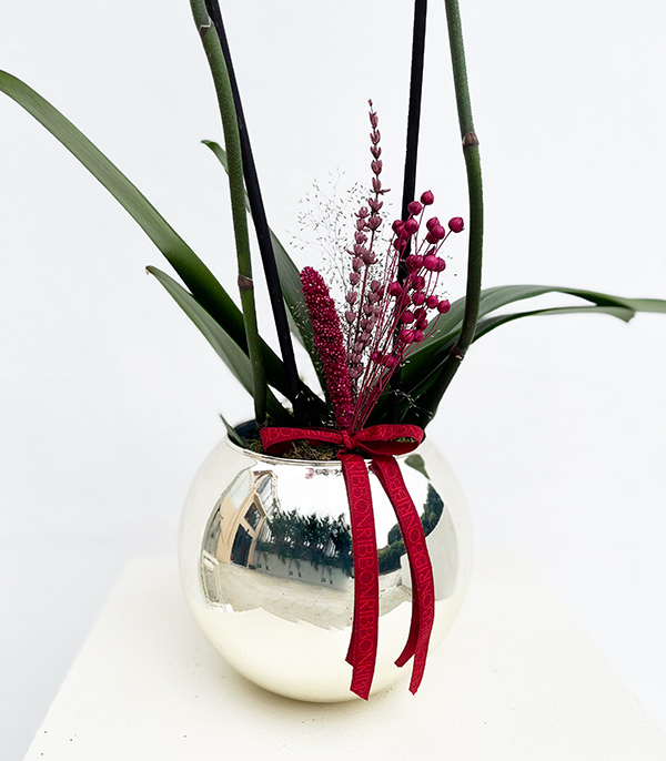 Luxe Silver Vase White Fuchsia Potted Orchid