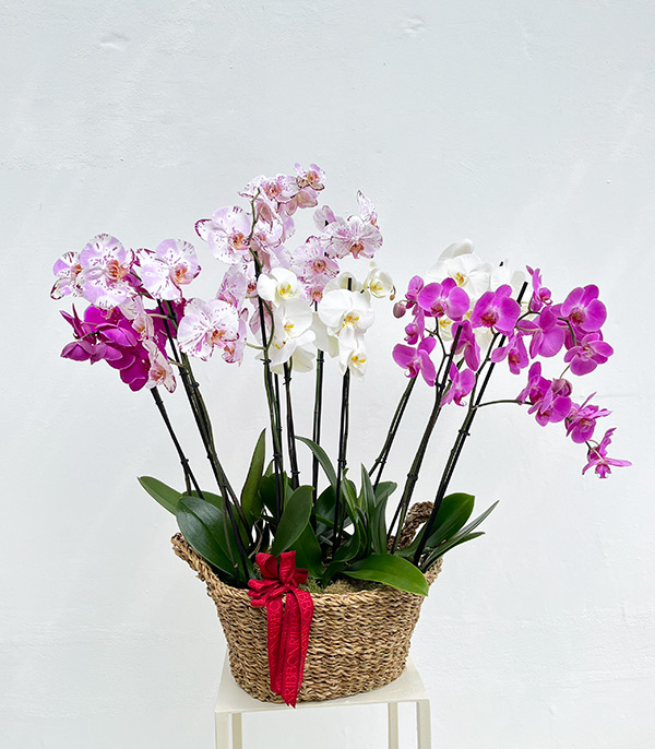 Royal Deluxe White Fucshia Potted Orchid 12 Stems Wicker Basket