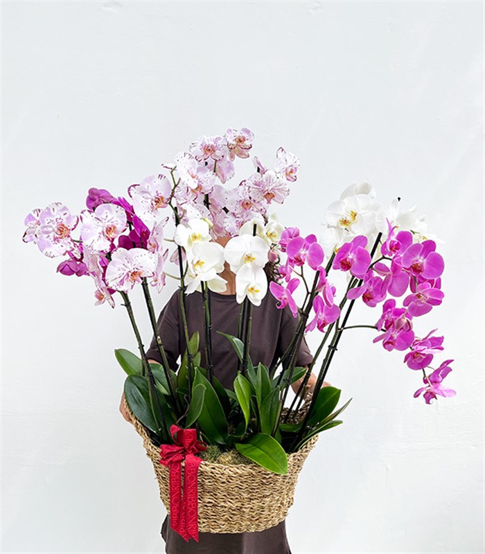 Royal Deluxe Sepette 12 Dal Orkide Bahçesi Beyaz Fuşya