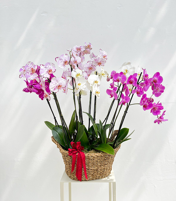 Royal Deluxe White Fucshia Potted Orchid 12 Stems Wicker Basket