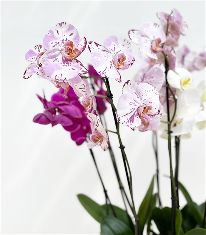 Royal Deluxe Sepette 12 Dal Orkide Bahçesi Beyaz Fuşya