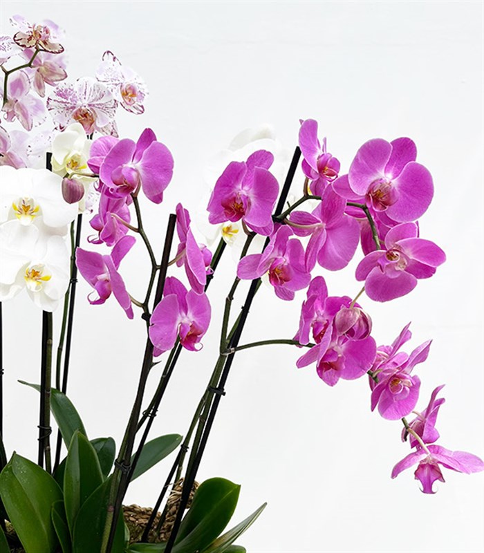 Royal Deluxe Sepette 12 Dal Orkide Bahçesi Beyaz Fuşya