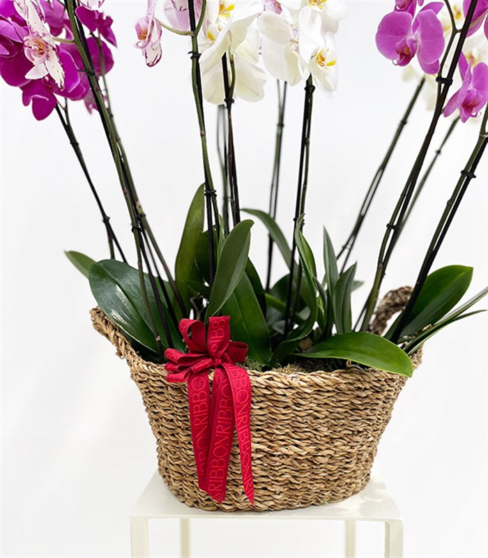 Royal Deluxe Sepette 12 Dal Orkide Bahçesi Beyaz Fuşya